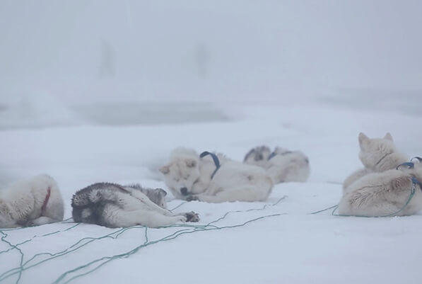 Greenland Ice Sheet Documentary Trailer